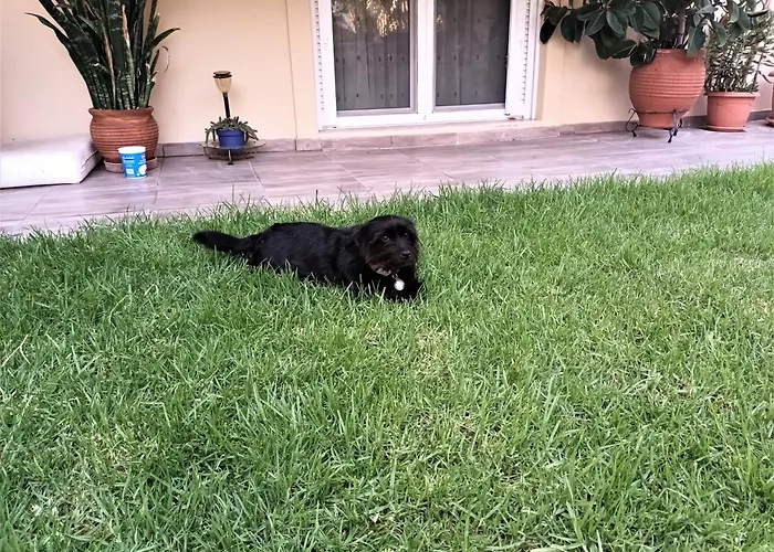 Family Yard House Apartament